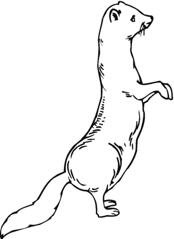 Ferret 22 Coloring Page